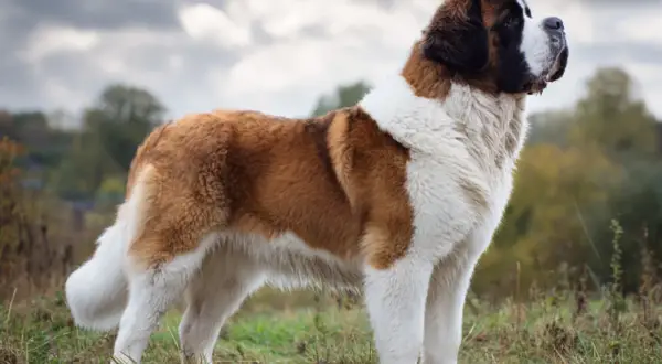 En ståtlig st bernhardshund står i en gräsbevuxen backe med molnig himmel.