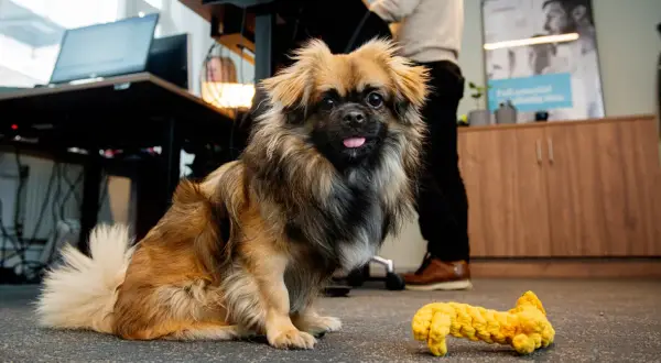 En söt hund med en leksak bredvid sig, redo att ta med hunden till jobbet.