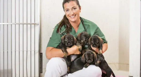En glad veterinär håller fem valpar. Ett hund jobb som ger glädje!