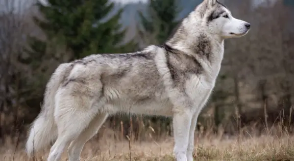 En ståtlig husky hund står i en höstlig skogsmiljö, med grå och vita markeringar i pälsen.