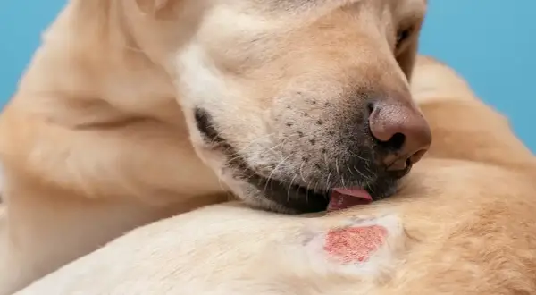 En hund slickar på ett irriterat hudområde, en hudåkomma som kan orsaka obehag.