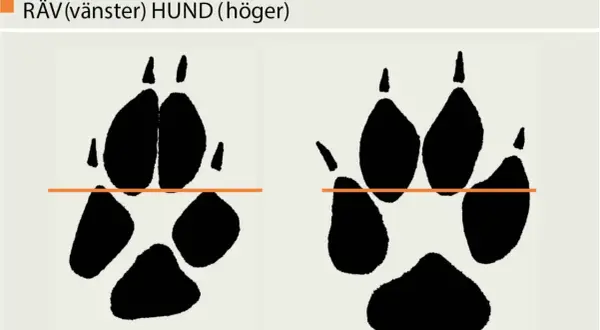 Spår av räv (vänster) och hund (höger). Bilden visar hur många tår en hund har, jämfört med en räv.