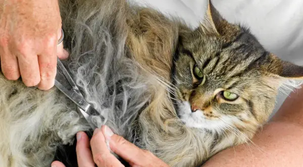 En person klipper försiktigt tovor ur en långhårig katts päls. Katten har gröna ögon och ser lugn ut.