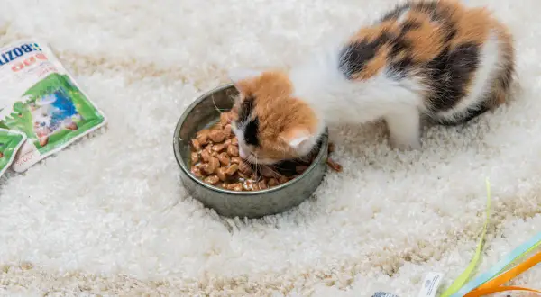 Söt matkattunge, 12 veckor gammal, mumsar i sig sin mat ur en skål. Bredvid ligger kattmatsförpackningar.