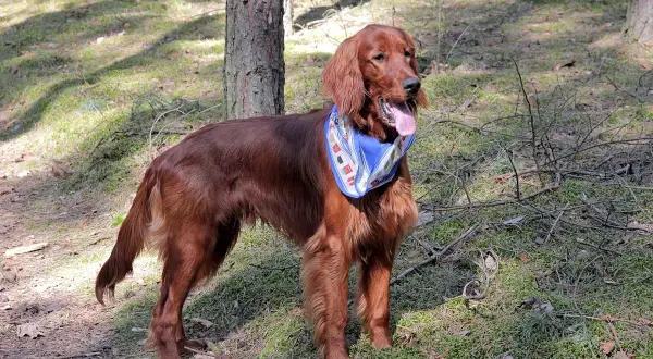 En ståtlig irish setter med blå scarf i skogen.