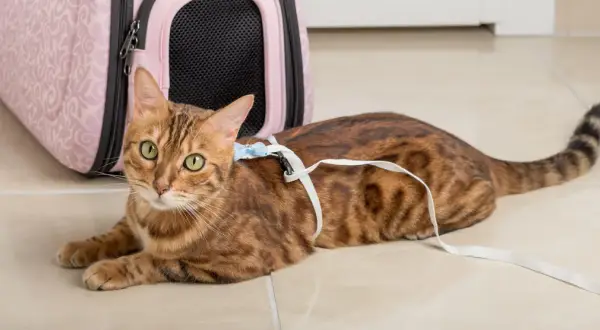 Brun bengalisk katt med gröna ögon ligger på golvet med en vit sele och koppel. Bredvid finns en rosa transportbur.