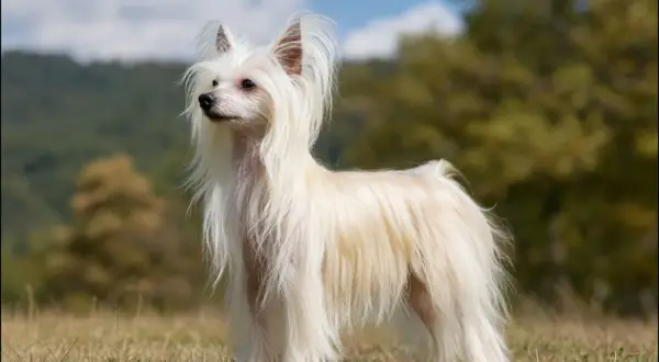 En elegant kinesisk nakenhund med lång, vit päls står i gräset.