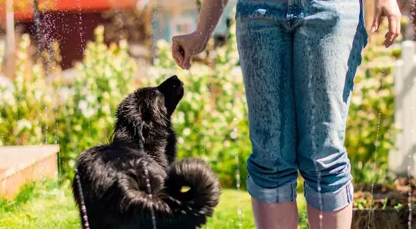 En person sprutar vatten på en svart hund i trädgården för att kyla ner hunden.