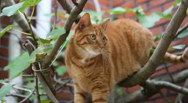 En orange randig katt sitter i ett träd. Dess blick är fokuserad på något utanför bild, vilket får en att undra om katter kan ha ADHD.