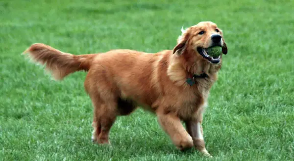 Glad golden retriever i full fart med en boll i munnen. En hund av golden retriever storlek som älskar att leka.