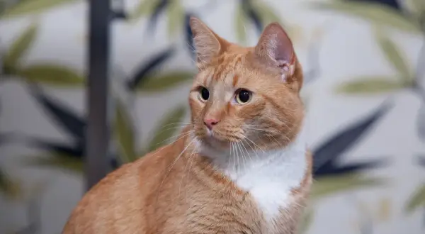 En orangefärgad katt med vita markeringar sitter framför en blommig bakgrund. Katten ser lite trött ut, som en sjuk katt.