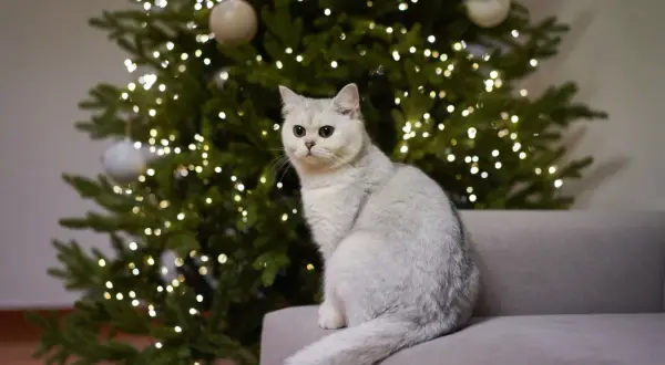 En vit katt sitter på en soffa framför en julgran med ljus.