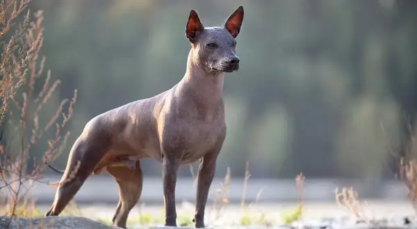 En ståtlig xoloitzcuintle stor står på stenar vid en sjö.