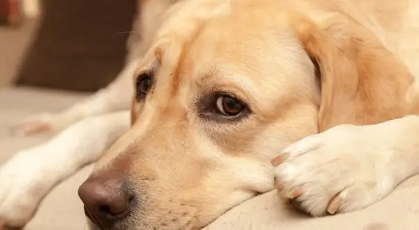 En gul labrador ligger och vilar, med en fundersam blick. Kastrera hund ålder är en viktig fråga för många hundägare.