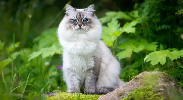 En majestätisk Neva Masquerade-katt med isblå ögon sitter i en grönskande trädgård, omgiven av mossa och stenar.