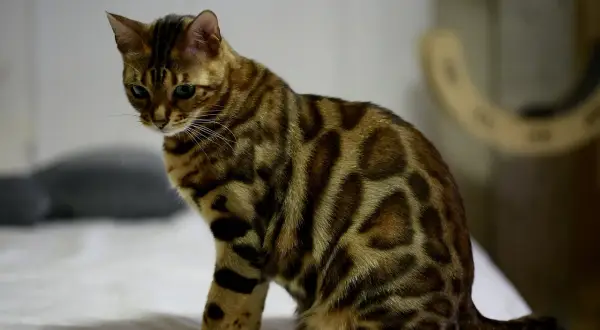 En ståtlig katt bengal med sina karakteristiska fläckar sitter på en vit yta.