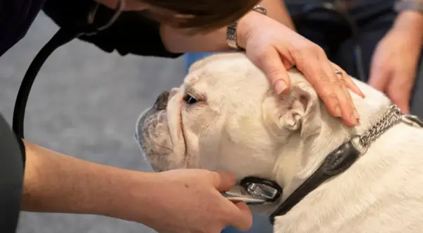 En veterinär lyssnar på en gammal hund som andas tungt med ett stetoskop. En hand vilar lugnande på hundens huvud.