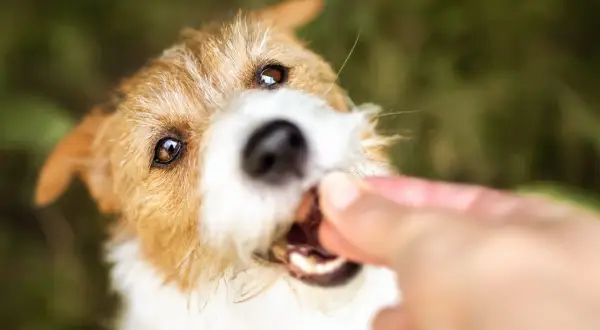 En söt hund får en godbit, kanske en bit majskolv.