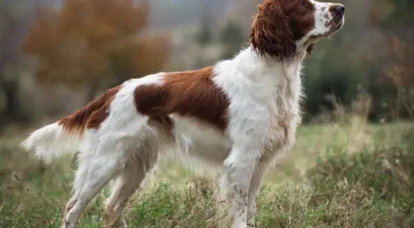 En stolt welsh springer spaniel står i gräset, med sin vackra vit-bruna päls och uppmärksamma blick.