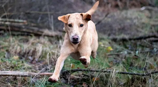 En ljusbrun hund i full fart genom skogen, redo för sitt råfoder.