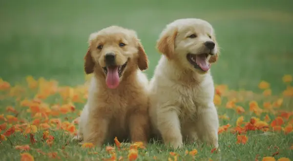 Två glada golden retriever-valpar sitter i gräset bland höstlöv. Perfekta hundnamn på o: Oden och Odin.