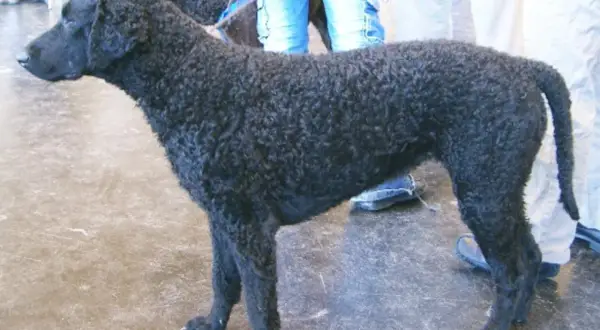 En curly coated retriever med lockig päls. En drömhund för många, men kan vara en utmaning vid allergi.