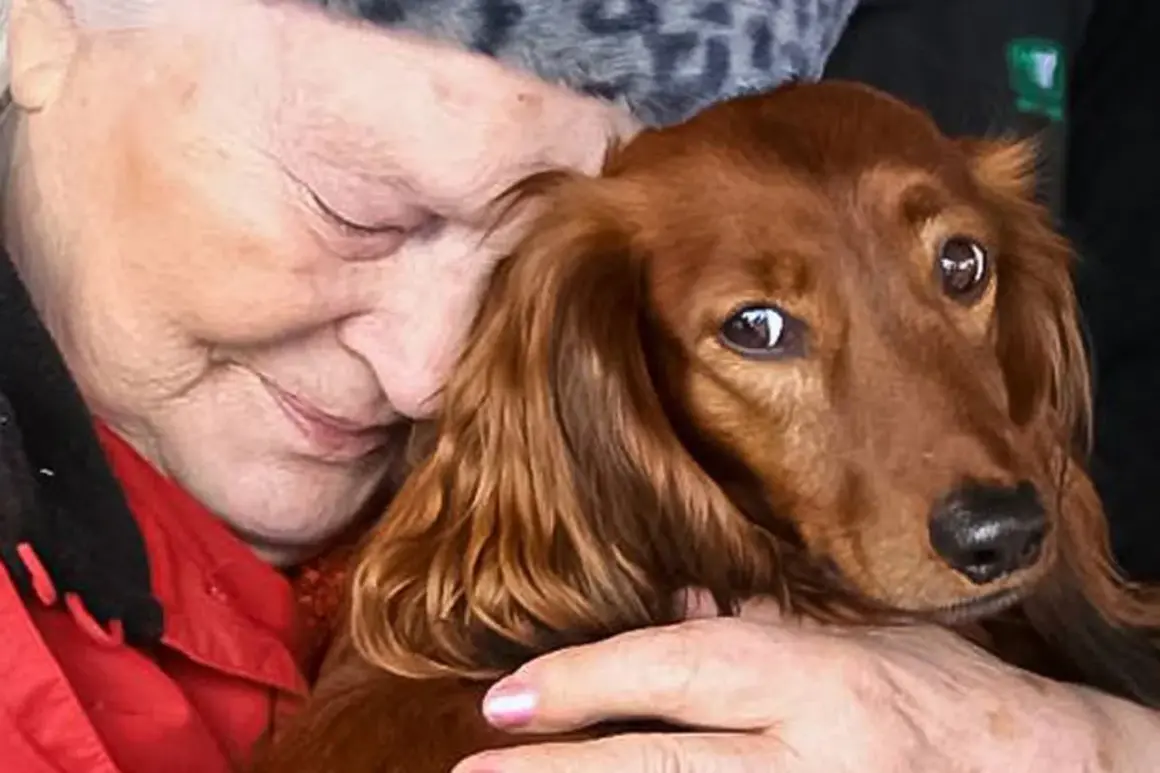 En äldre kvinna kramar en långhårig tax. Hunden ser lite orolig ut, som om den nyligen hittat bortsprungen hund.