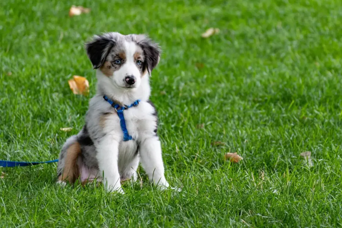 En söt australian shepherd-valp med blå ögon sitter på en grön gräsmatta, redo för äventyr.