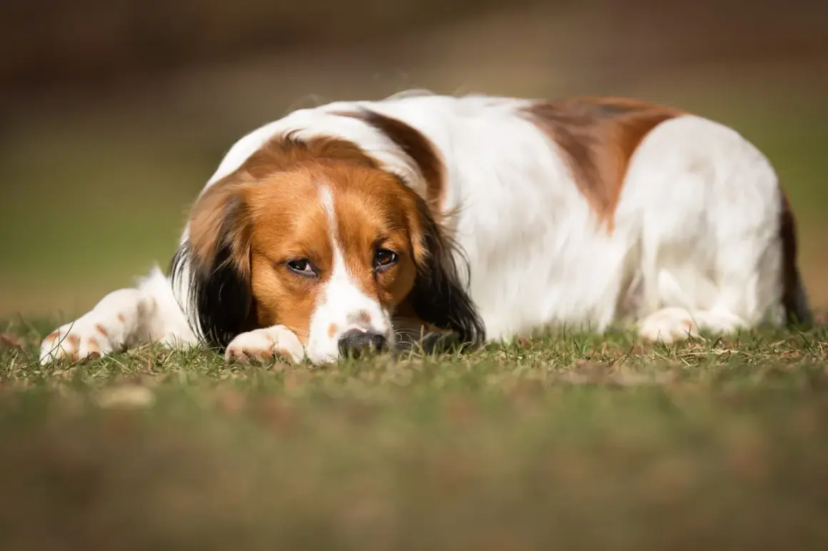 En brunvit hund vilar på gräset, ser lite trött ut. Kanske har den leversjukdom hund och behöver vila.
