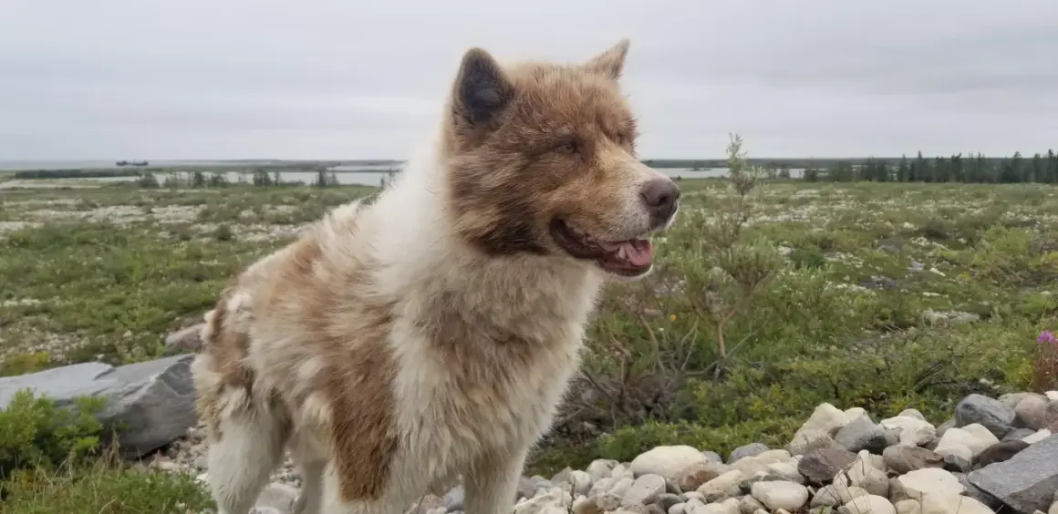 En ståtlig kanadensisk eskimohund med brun och vit päls står i ett stenigt landskap med grön vegetation och en sjö i bakgrunden.