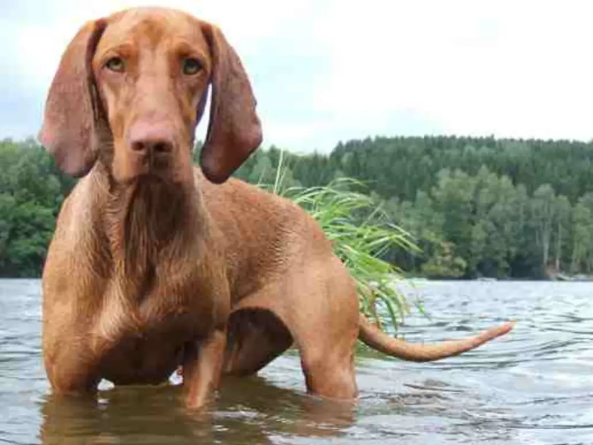 En ståtlig ungersk vizsla står i grunt vatten vid en sjö, med en skogsklädd strand i bakgrunden.