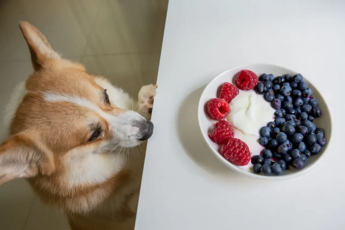 En nyfiken grekisk yoghurt hund kikar fram bakom ett bord mot en skål med bär och yoghurt.