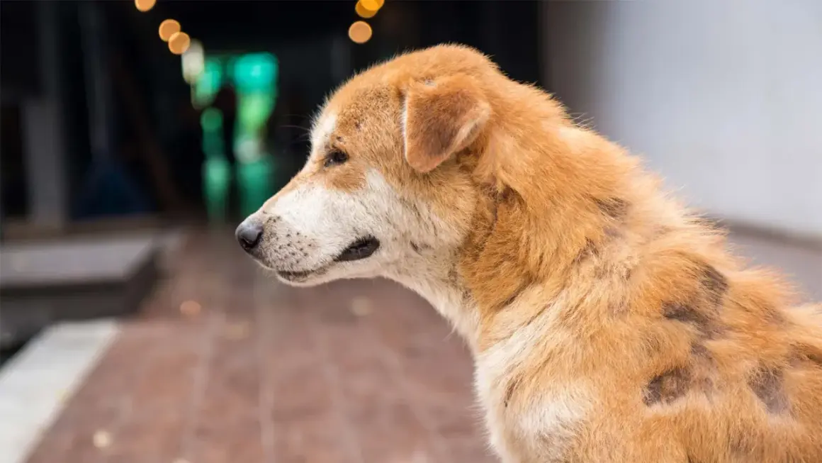 En hund med pälsförlust och fläckar, potentiella valpsjuka symtom.