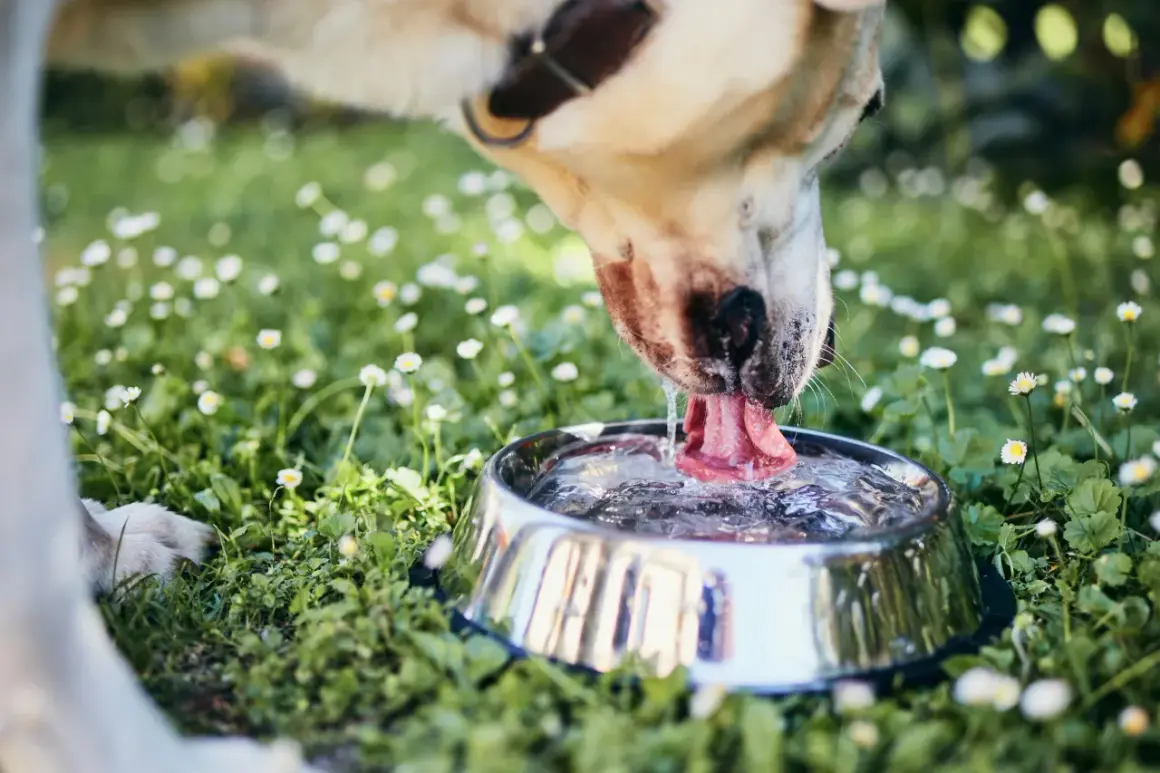 En hund dricker ur en vattenskål i gräset bland små vita blommor.