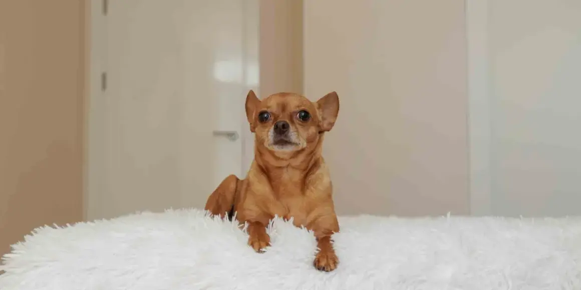 En brun chihuahua ligger på en vit, fluffig yta. Kanske är det dags att få hund att gå upp i vikt med extra god mat?