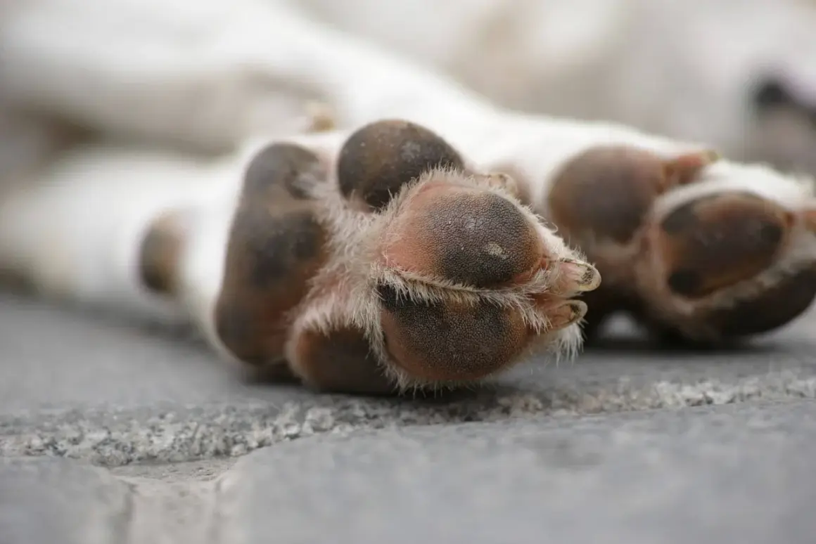 Close-up of a dog's paw pads, showing their texture and surrounding fur.
