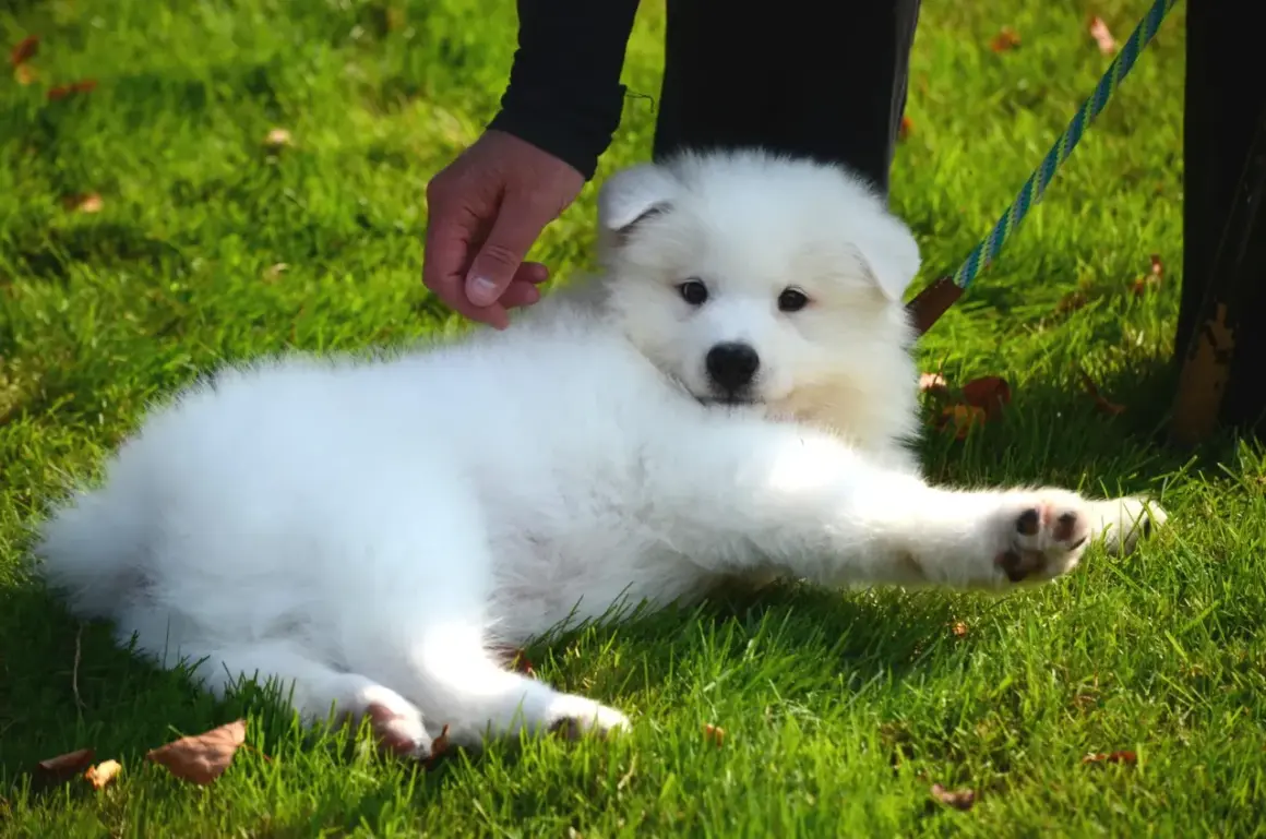 En fluffig vit valp, en av de söta japanska hundarna, ligger på gräset och får en klapp.