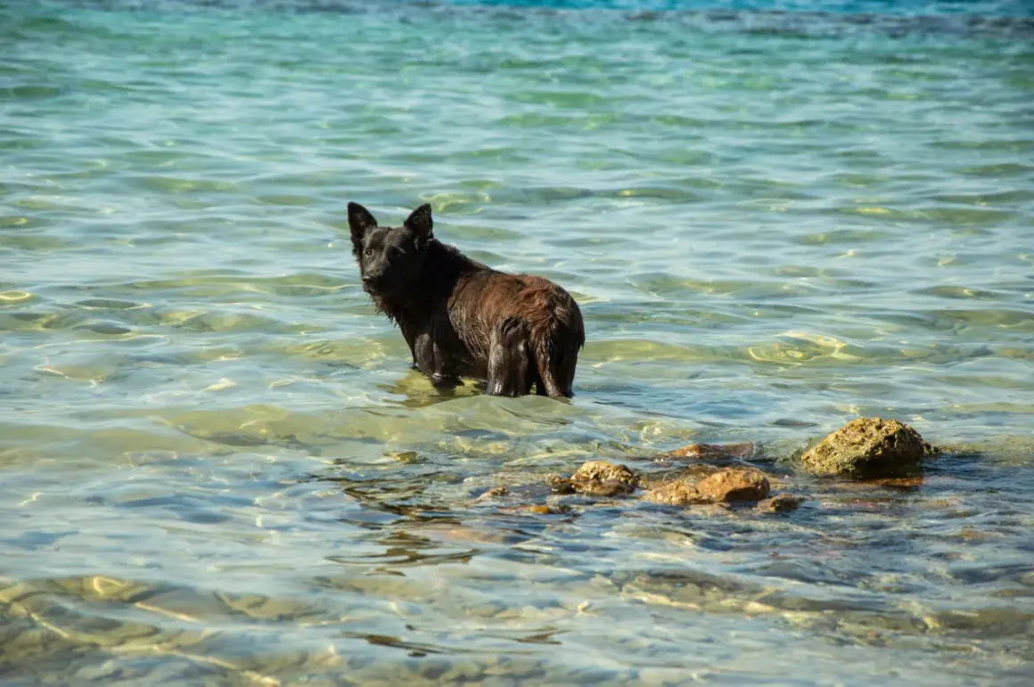 En mörk, blöt hund står i det klara vattnet, en riktig vattensvans hund som njuter av en svalkande stund vid havet.
