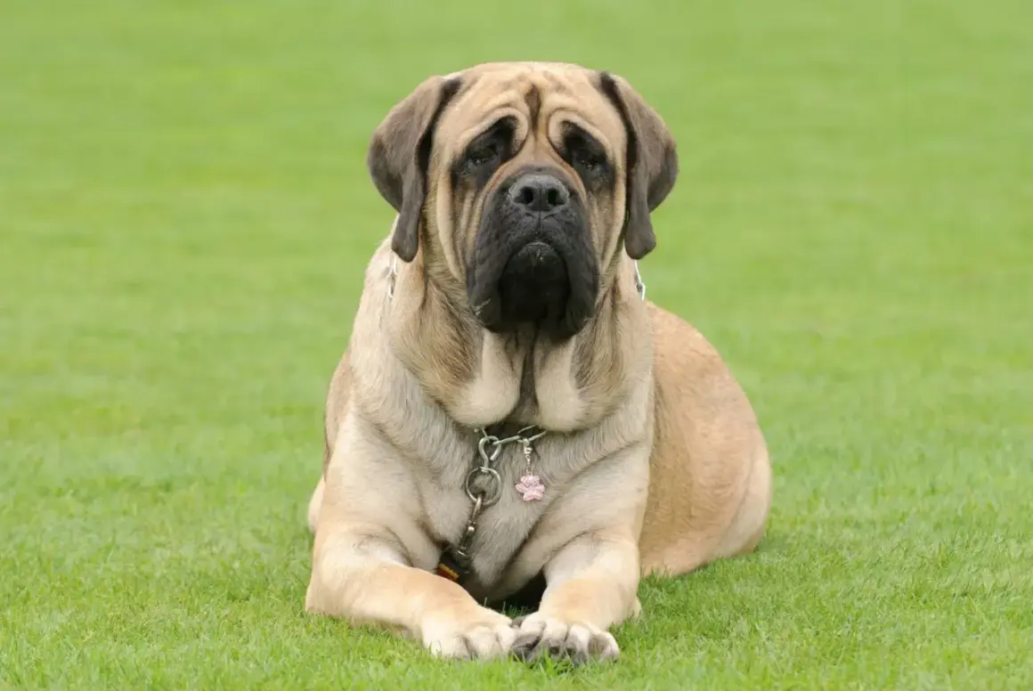 En stor, lugn mastiff hund ligger på en grön gräsmatta.