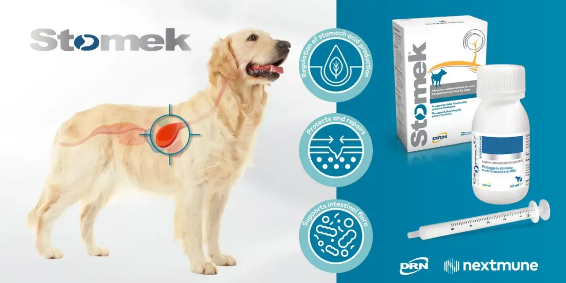 Golden retriever med illustration av magen. Stomek hjälper vid tarminflammation hund symptom, reglerar magsyra och skyddar tarmen.
