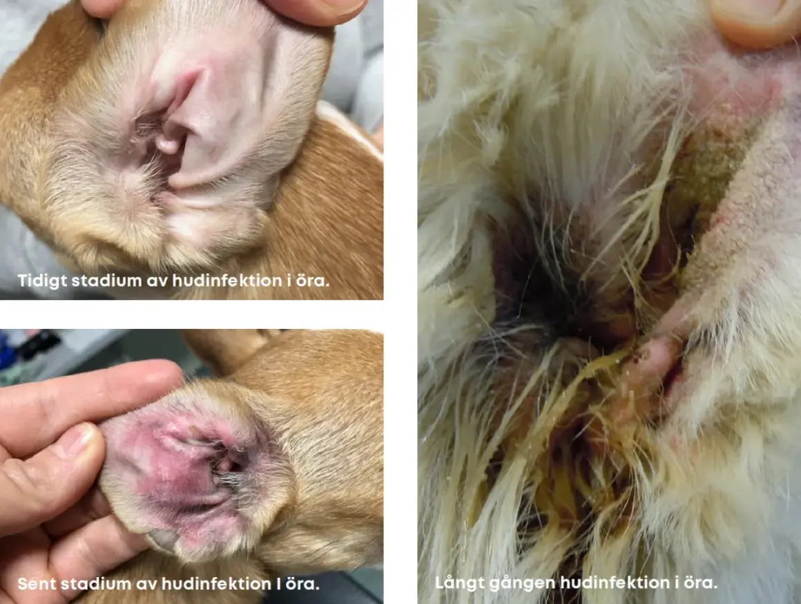 Hundöron visar tidiga, senare och långt gångna stadier av hudinfektion. En hund med dermatit i örat kan behöva veterinärvård.