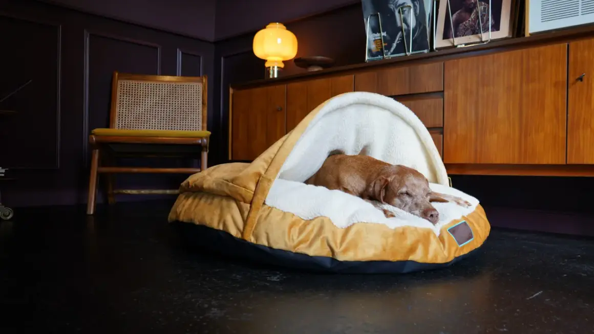 En brun hund sover gott i sin mysiga hundbädd. Frågan är bara var ska hunden sova ikväll?