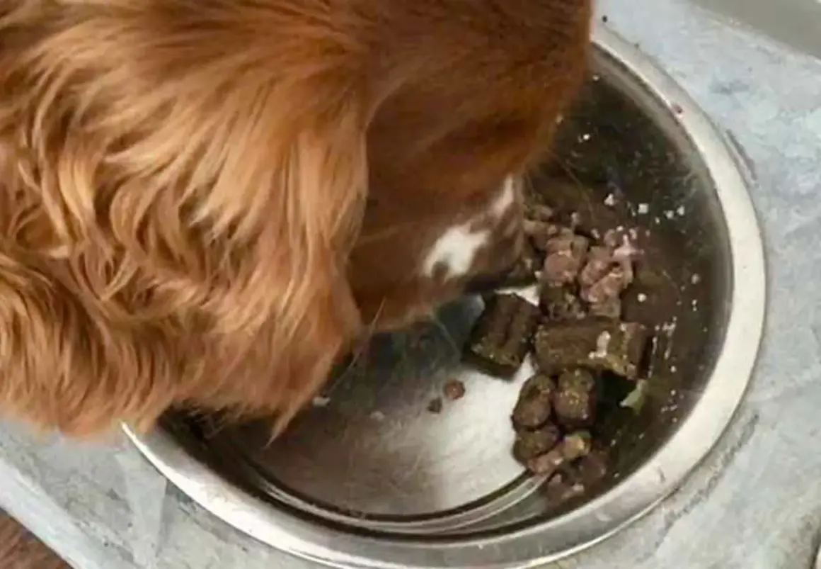 En hund spyr upp maten ur sin matskål.