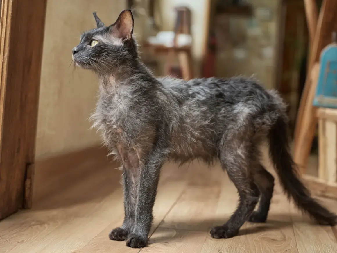 Grå katt med tunn päls, som om den tappar hår, står på ett trägolv och tittar ut.