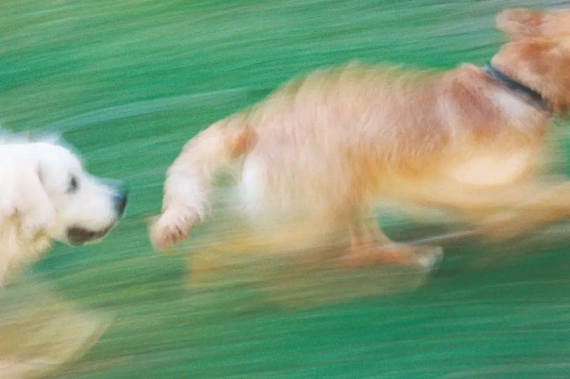 Två hundar springer i gräset. En vit hund tittar framåt, en gyllene hund springer framför. Att berika hundens mat kan ge dem mer energi för lek.