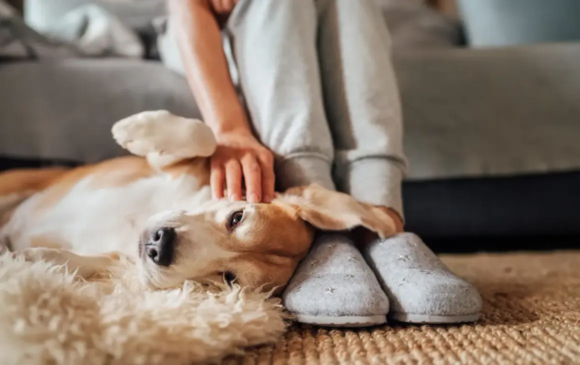 En hund med kennelhosta vilar på en matta medan en person klappar den.
