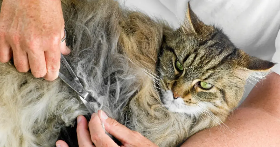 En person klipper försiktigt tovor ur pälsen på en vacker, långhårig katt med gröna ögon.