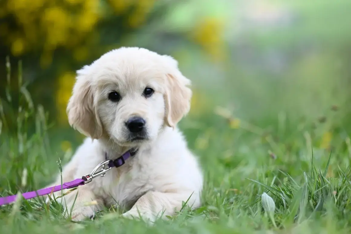 En söt golden retriever-valp med lila koppel, redo för promenader. Djurskyddslagen hund garanterar dess välmående.