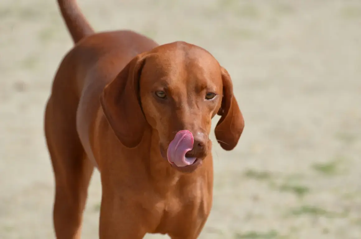 En brun hund slickar sig om munnen, som om den precis ätit pepparkakor.