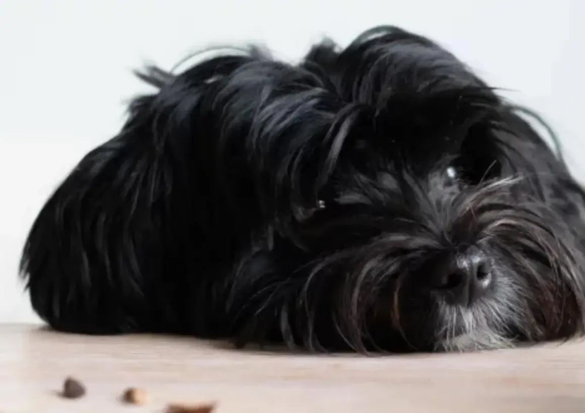 En svart, lurvig hund ligger utsträckt på ett trägolv. Den ser lite trött ut, kanske för att den hund fiser illa.